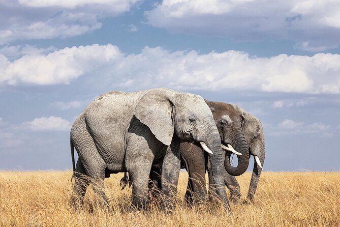 2 Day Tanzania Tour - Transportation and Logistics