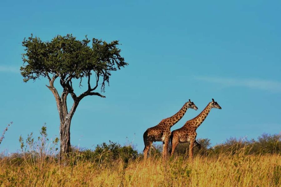 2 DAY TO MIKUMI PARK FROM DAR ES SALAAM BY LUXURY TRAIN - The Value of the Tour