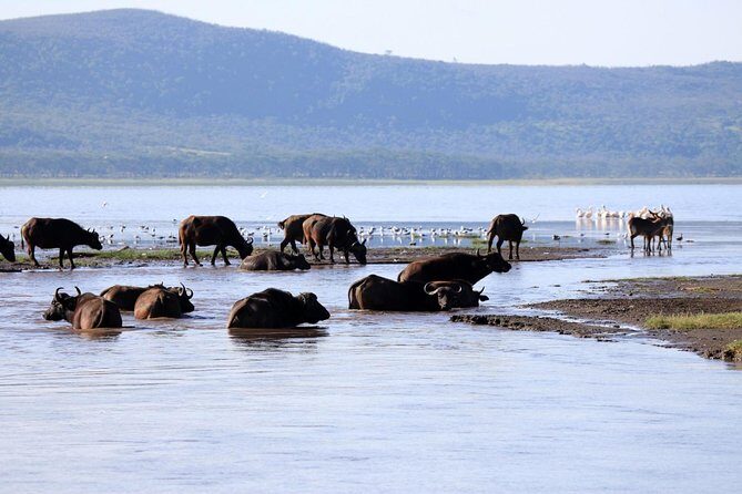 2 Day Tour Lake Nakuru, Hell' s Gate & Lake Naivasha From Nairobi - Why This Tour Offers Great Value