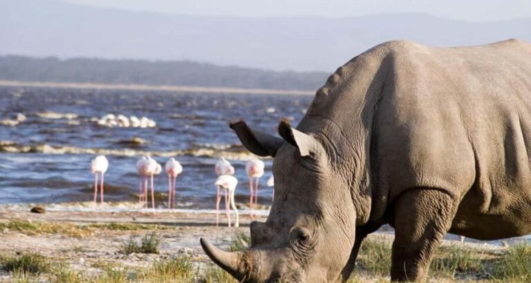 2 Day Tour Lake Nakuru, Hell' s Gate & Lake Naivasha Safari - FAQ