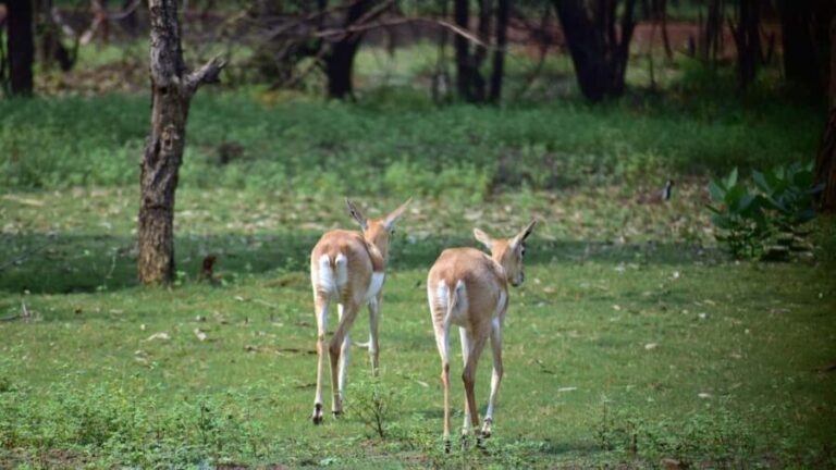 2-Day Trip to Mikumi from Zanzibar Latest Itinerary - Day 2: Sunrise Safari and Departure