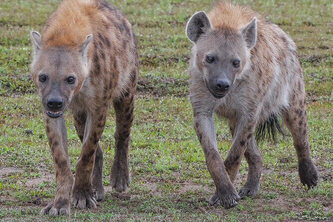 2-Day Tsavo East Private Tour - An In-Depth Look at the 2-Day Tsavo East Tour
