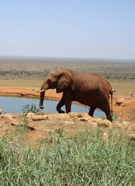 2-day Tsavo East safari with accommodation from Mombasa: - Accommodation and Meals: Comfort in the Wilderness