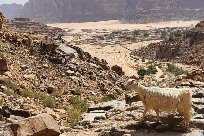 2 Day Wadi Rum Tour: Traditional Dinner and Starlit Cave Camp - The Sum Up: Why Choose This Tour?