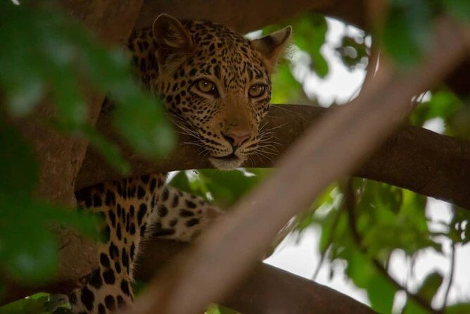 2 Day Wildlife Experience and Masai Culture Mikumi Park - What Reviews Tell Us