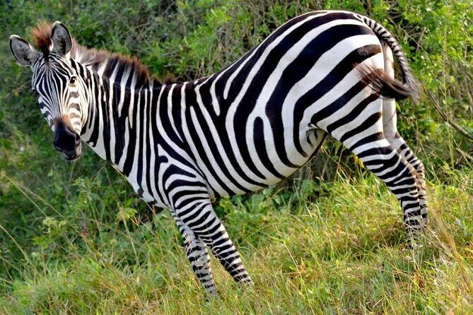 2-Day Wildlife Safari in Lake Mburo National Park - The Value of This Safari