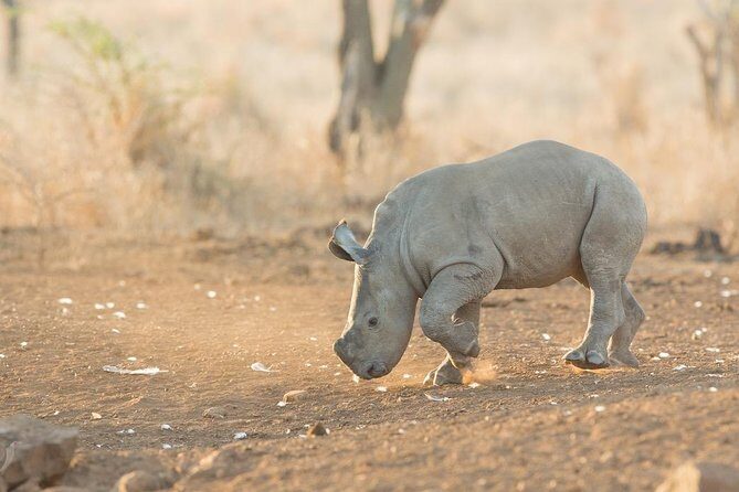 2 Day Zulu Safari Adventure from Durban - An In-Depth Look at the Itinerary