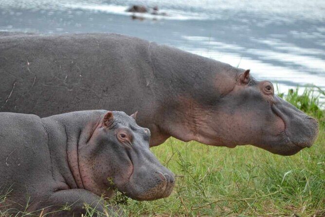2 Days & 1 Night Akagera National Park Safari Tour - Who Will Love This Tour?