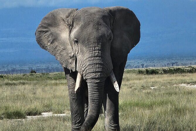 2 Days 1 Night Amboseli National Park Private Safari. - The First Game Drive