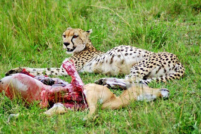 2 Days 1 Night Amboseli National Park Safari from Nairobi - Who Should Consider This Tour?