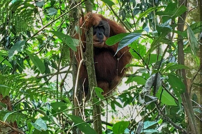 2 Days 1 Night Ethical Jungle Trekking - An In-Depth Look at the Jungle Trekking Experience