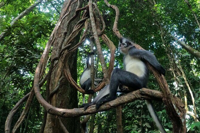 2 Days 1 Night in THE JUNGLE Mount Leuser ( See ORANGUTAN) - What You’ll Love About This Experience