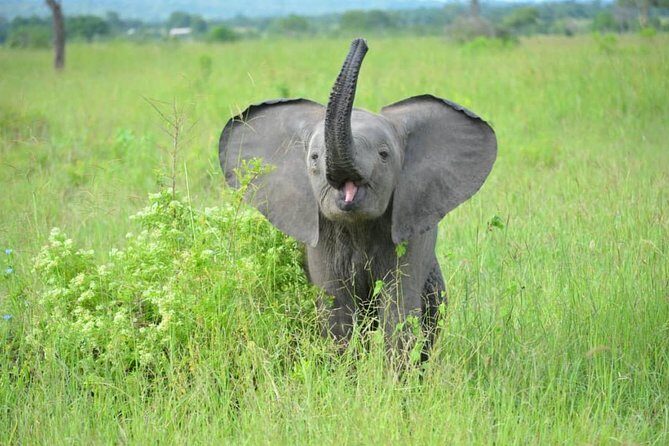 2 Days 1 Night Mikumi National Park from Dar es salaam - FAQs