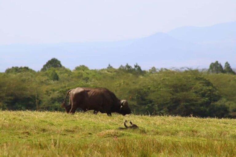 2 Days 1 Night Mikumi Np wildlife safari from Dar es salaam - Day 1: From Dar es Salaam to Mikumi & Maasai Village Visit
