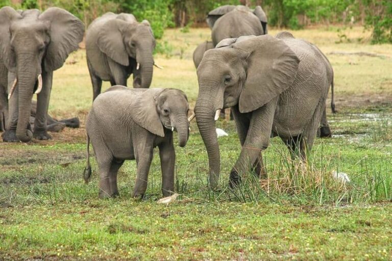 2 Days 1 Night Mikumi Safari & Chizua Waterfall - Mikumi National Park: A Big-Game Sanctuary