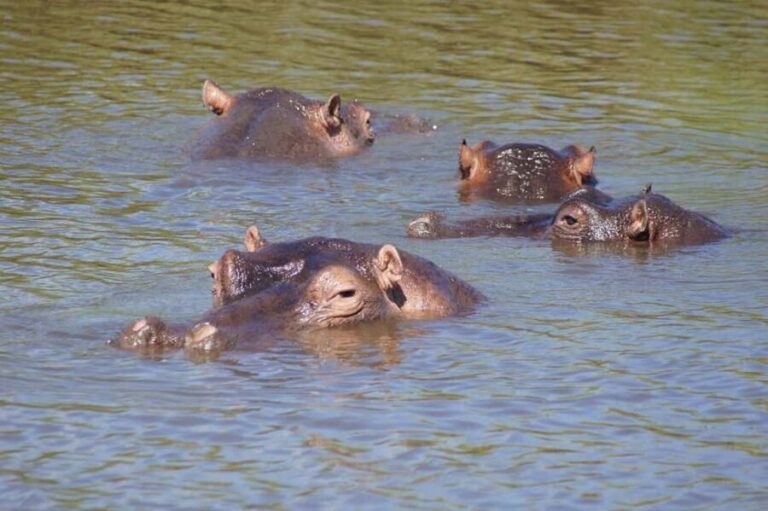 2 Days, 1 Night Mikumi Safari from Dar es Salaam - Day 2: Full-Day Game Drive in Mikumi