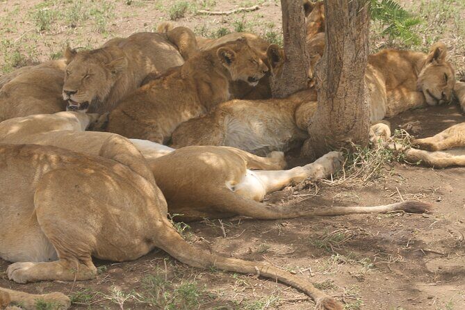 2 Days 1 Night Northern Joining Safari Private Tour - Detailed Breakdown of the Itinerary