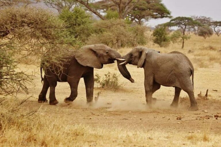 2-Days 1-night Nyerere National Park by flight from Zanzibar - What Makes This Tour Stand Out