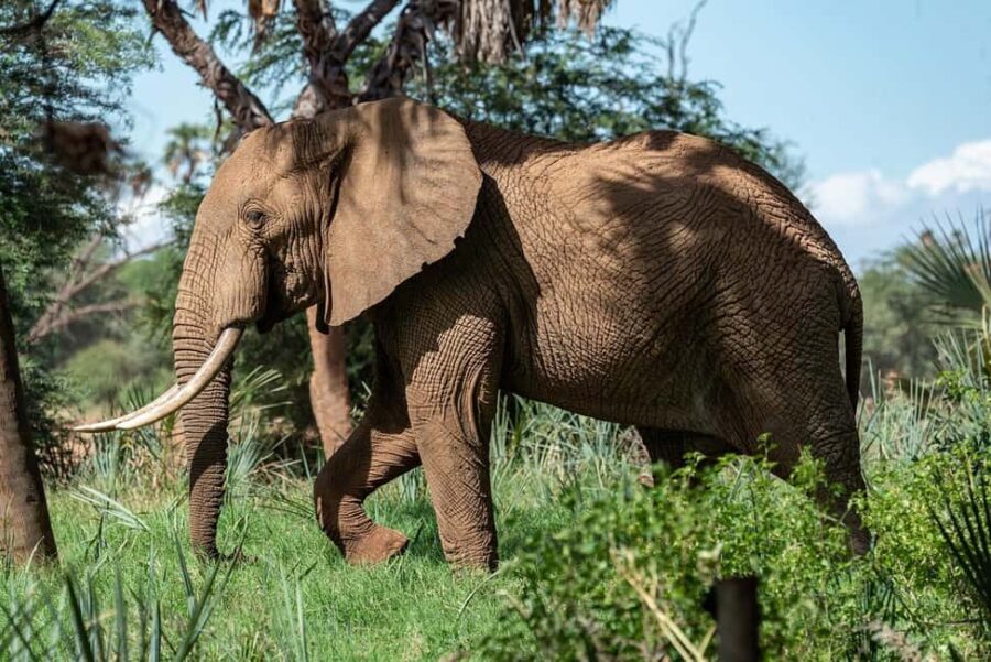 2 days 1 night Nyerere national park Flight from Zanzibar - The Experience from Multiple Perspectives: What Travelers Say