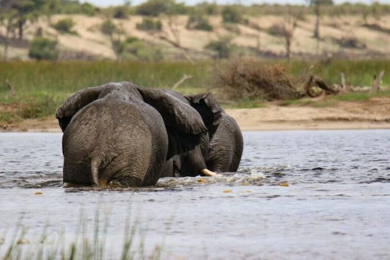 2-Days 1-Night Nyerere National Park from Zanzibar by flight - What Makes This Safari Stand Out?