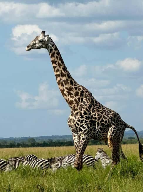 2 Days 1 Night Nyerere National Park from Zanzibar by flight - What’s Included and Why It Matters