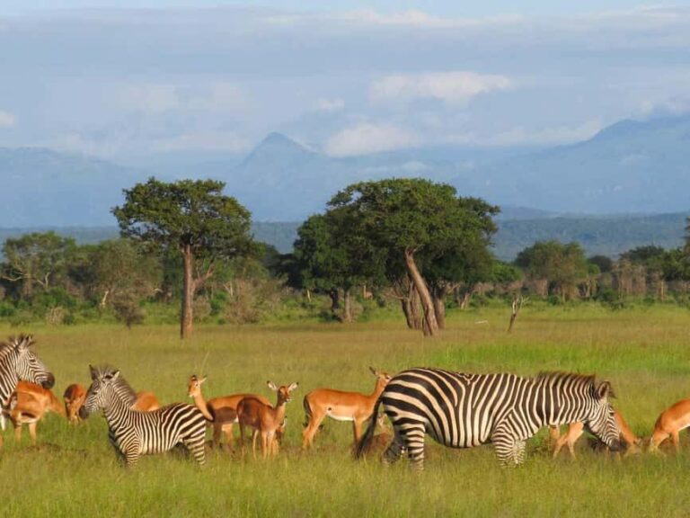 2 Days 1 Night Selous Fly-in Safari from Zanzibar - Analyzing Value and Practicality
