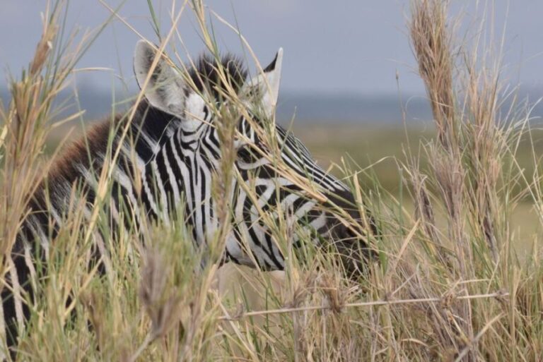 2 Days 1 Night Taita Hills - The Value of This Safari Experience