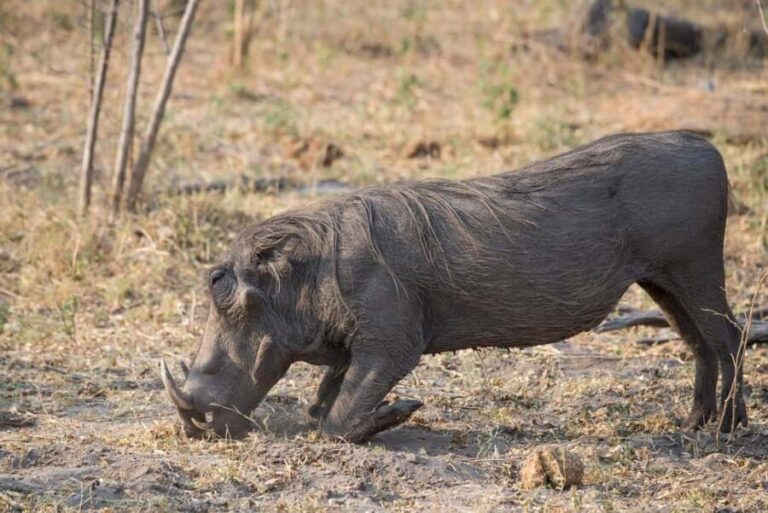 2-days 1-night to Mikumi National Park from Zanzibar - Detailed Itinerary: What You Can Expect
