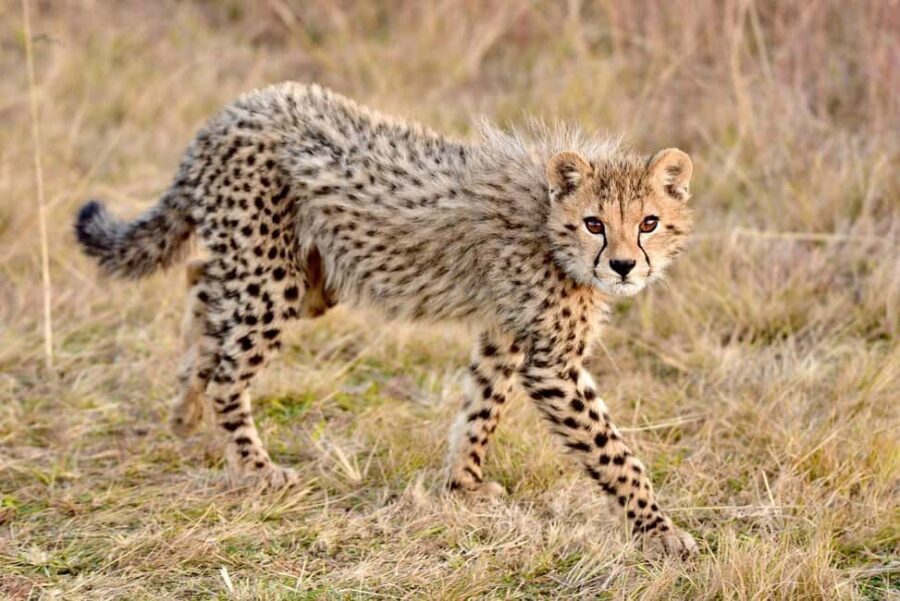 2 days 1 night to nyerere park from zanzibar by flight