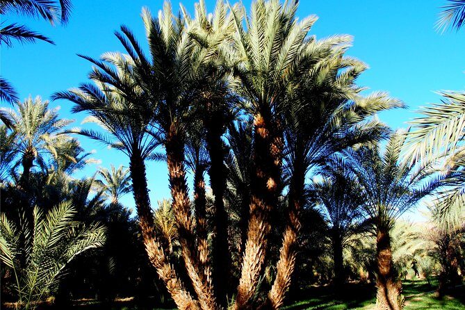 2 Days 1 Night To Zagora Desert From Marrakech: Private Trip - Authentic Experiences and Traveler Insights