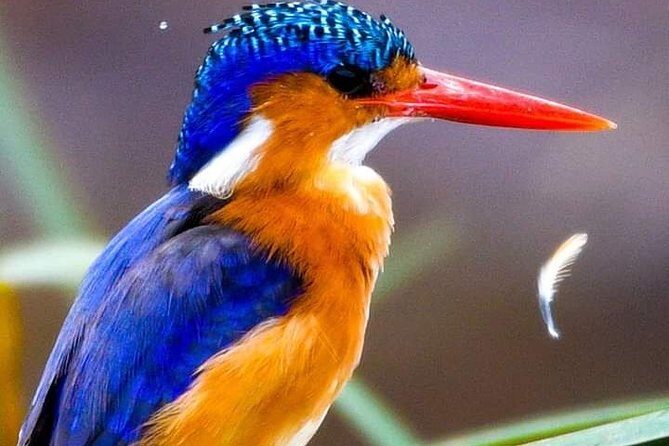 2 Days 1 Night tour to the Amboseli National Park. - FAQ