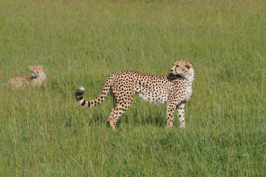2 days 1 night Tsavo East safari from Diani/Mombasa