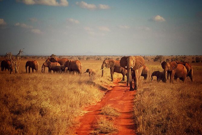 2 Days (1 night); Tsavo East & Saltlick Safari: - What Past Travelers Say