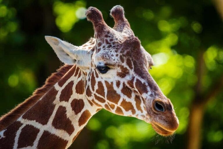 2 Days 1 nignt to mikumi national park from zanzibar - Whats Included and What to Consider