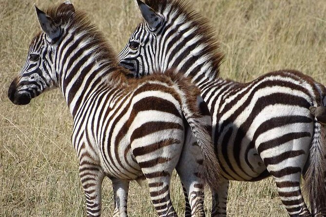 2 Days Africa Safari - Who Will Love This Tour?