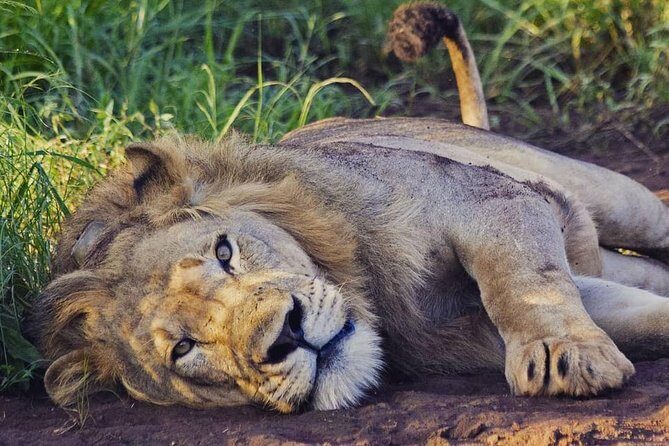 2 Days Akagera National Park Wildlife Safari - Exploring the 2-Day Akagera National Park Wildlife Safari in Detail
