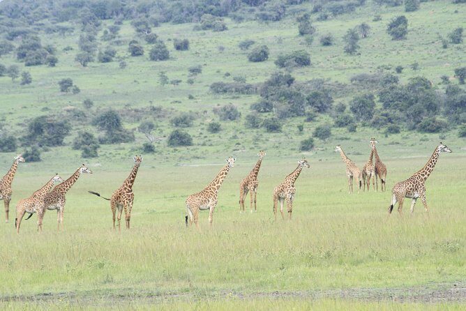 2 Days Akagera Wildlife Safari - Why This Tour Works: The Highlights