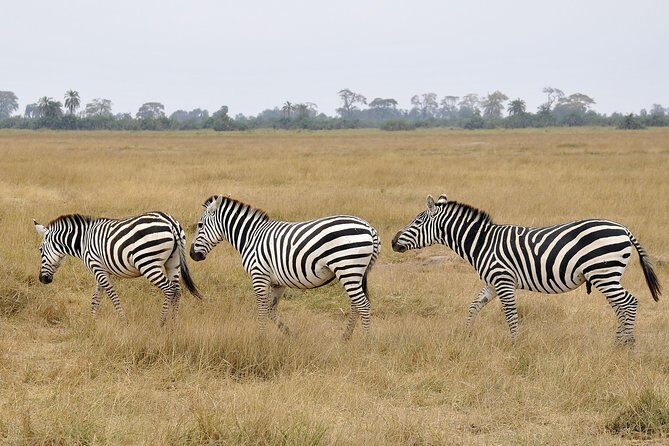 2 Days Amboseli Getaway Trip - Practical Considerations