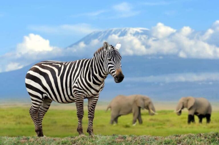 2 days Amboseli National Park Private Safari & Masai village - Overview of the Itinerary
