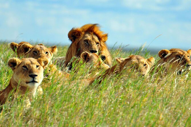 2 days Amboseli National Park Safari - Authentic Experiences and Review Highlights