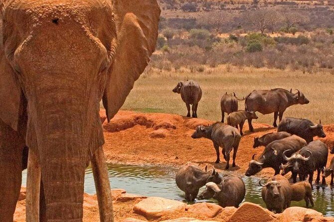 2 Days Amboseli National Park Safari- Guarantee Daily Departure - Day 1: From Nairobi to Amboseli