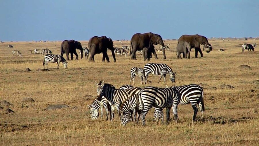 2 Days Amboseli National Park Safari - Introduction: Why This Safari Might Be Your Ideal Short Getaway
