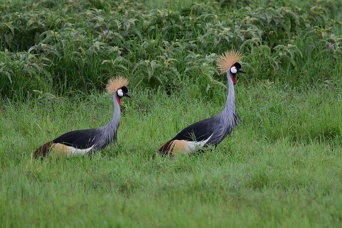 2 Days Amboseli Private Safari - Authentic Encounters & Valuable Insights