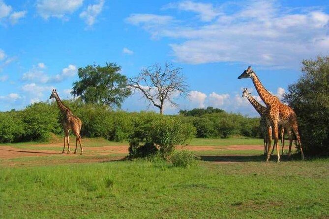 2 Days Amboseli Safari Adventure from Nairobi Classic Game Drives - Who Will Love This Safari?