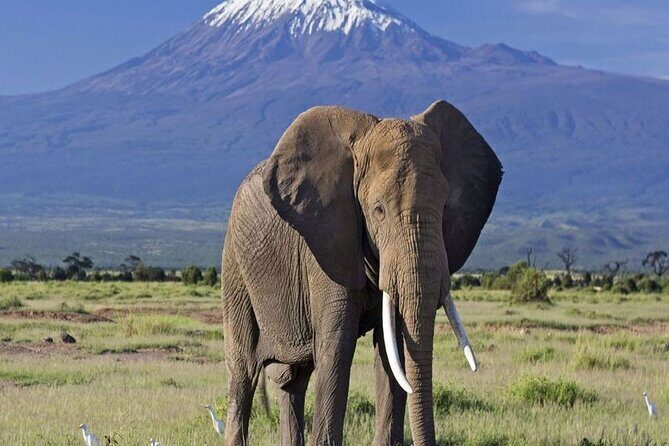 2 Days and 1 Night Amboseli Safari from Nairobi - Transportation and Group Sizes: What Does That Mean for You?