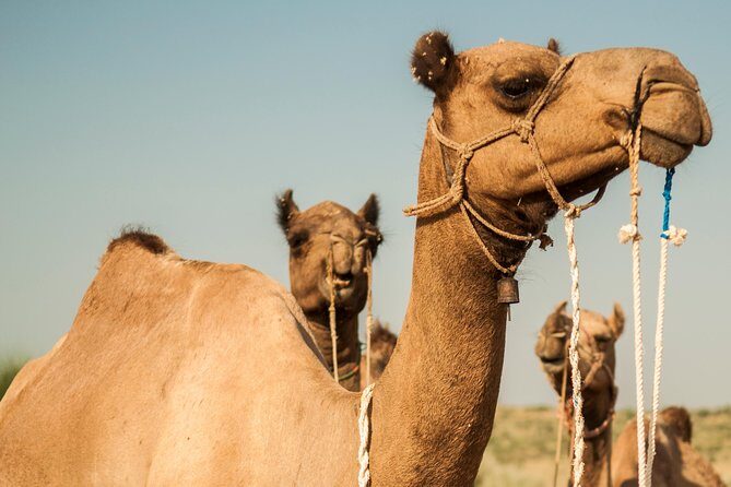 2 Days and 1 Night Camel Safari - Authenticity and Cultural Highlights