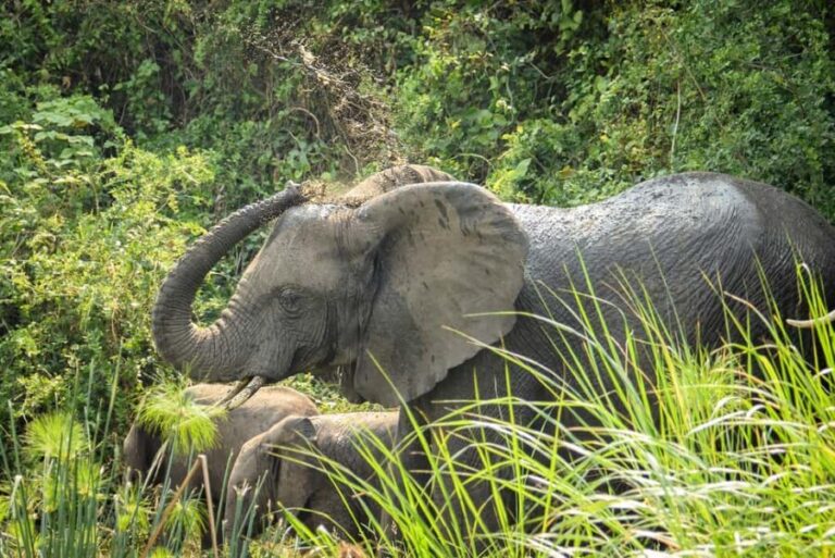 2 Days Big five Safari with Boat in Murchison Falls - The Itinerary in Detail