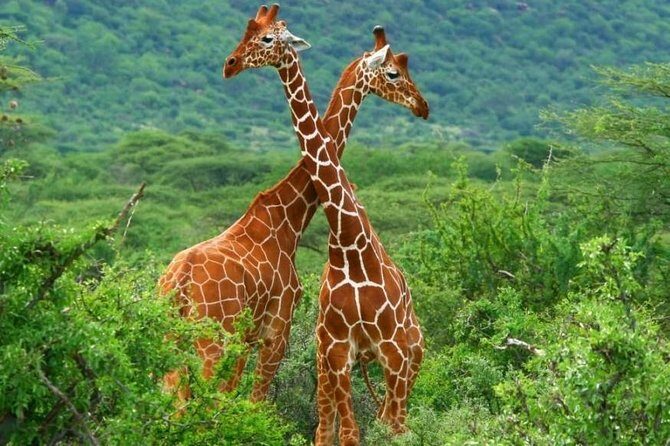 2 Days Budget Safari Masai Mara - Authenticity and Traveler Feedback