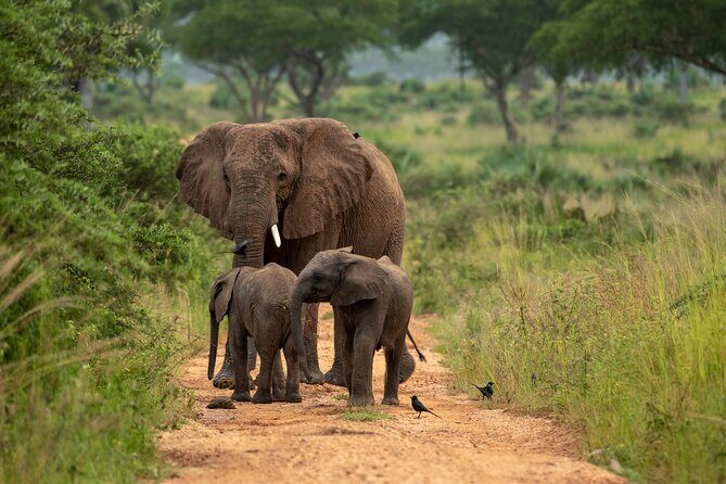 2 Days Budget Safari to Murchison Falls National Park - Why This Tour Works for Travelers