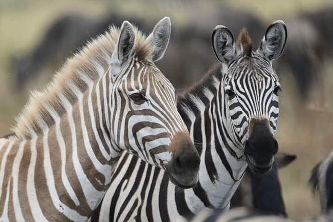2 Days Camping Safari, Lake Manyara & Ngorongoro Crater - Potential Drawbacks to Consider